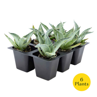 2 Whale's Tongue Agave Succulent Plants in Nursery Cubes (Agave ovatifolia) Evergreen Agave with Blue Paddle-Like Leaves for Xeriscaping