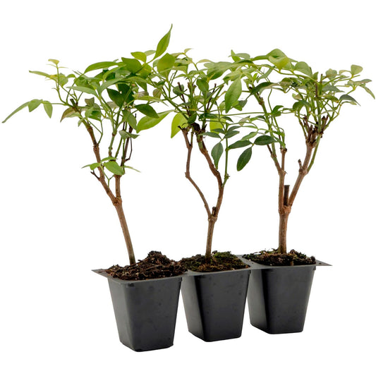 White Bower Vine | Live Plant in 2.5 Inch Nursery Cube | Pandorea Jasminoides 'Alba'