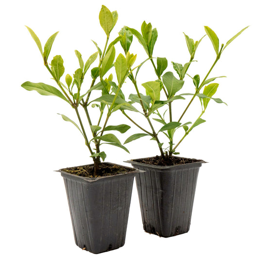 White Gardenia | Live Plant in 2.5 Inch Nursery Cube | Jasminoides ‘Veitchii’