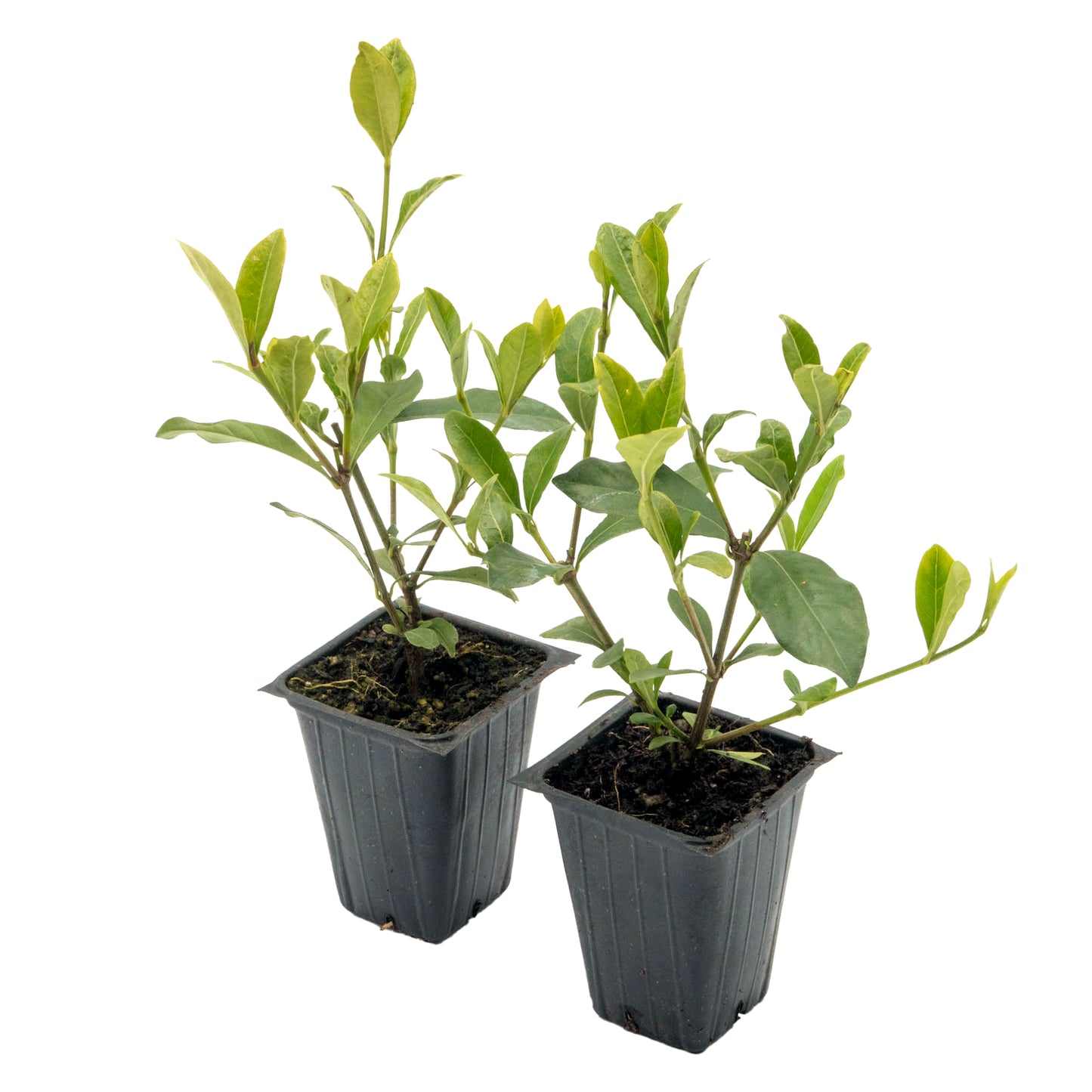 White Gardenia | Live Plant in 2.5 Inch Nursery Cube | Jasminoides ‘Veitchii’