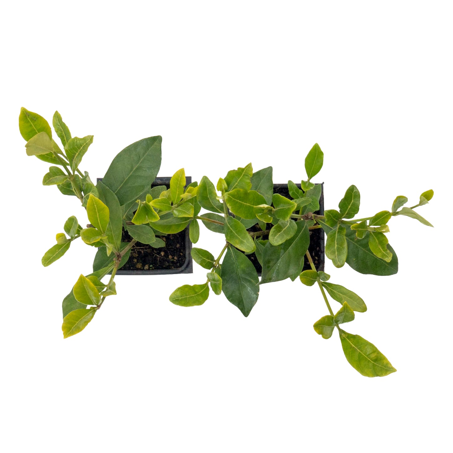 White Gardenia | Live Plant in 2.5 Inch Nursery Cube | Jasminoides ‘Veitchii’