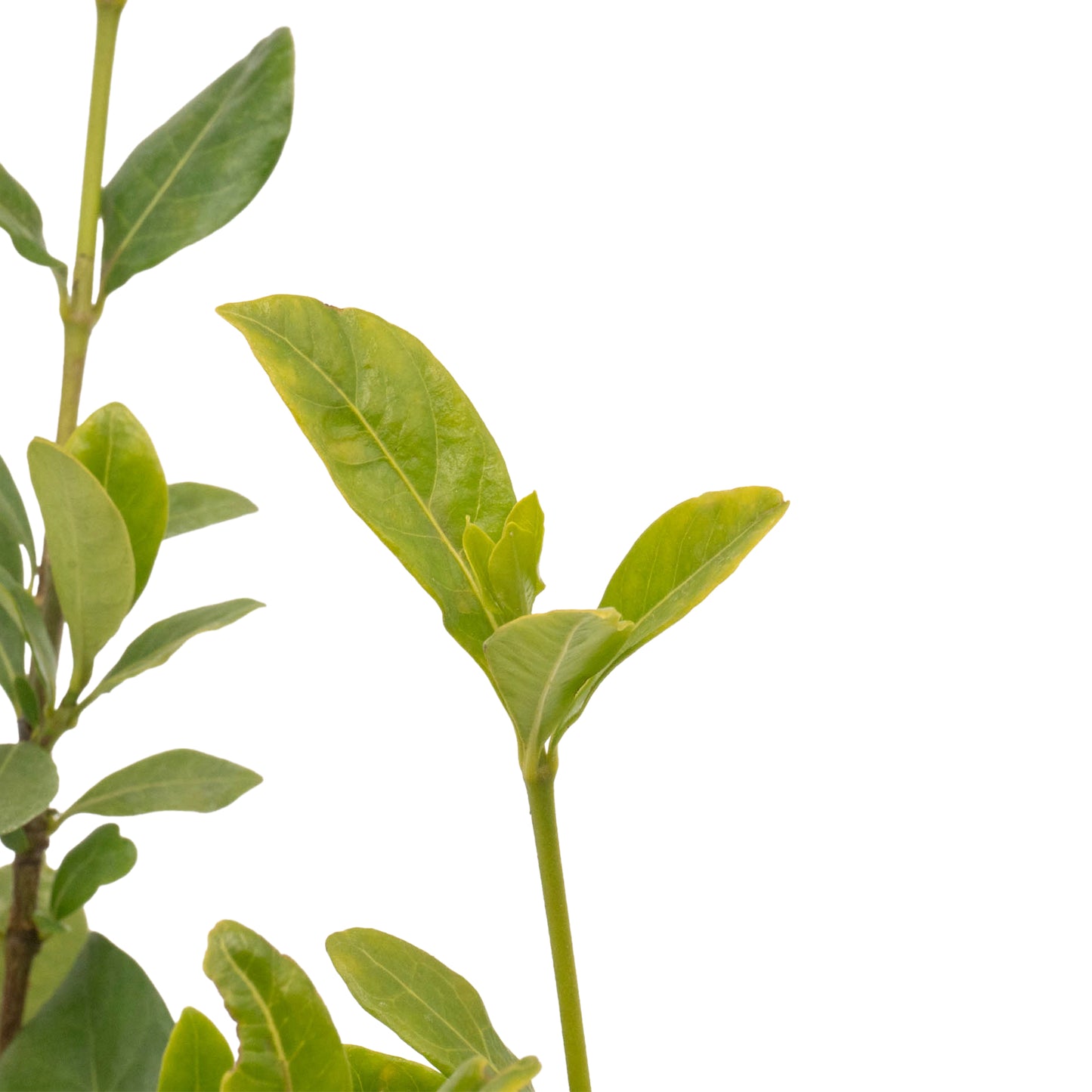 White Gardenia | Live Plant in 2.5 Inch Nursery Cube | Jasminoides ‘Veitchii’