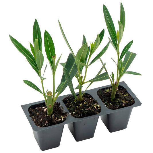 White Oleander | Live Plant in 2.5 Inch Nursery Cube | Nerium oleander 'Sister Agnes'