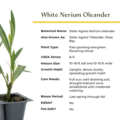 White Oleander in 2.5” Nursery Cubes (Sister Agnes Nerium oleander)