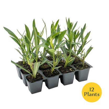 White Oleander in 2.5” Nursery Cubes (Sister Agnes Nerium oleander)