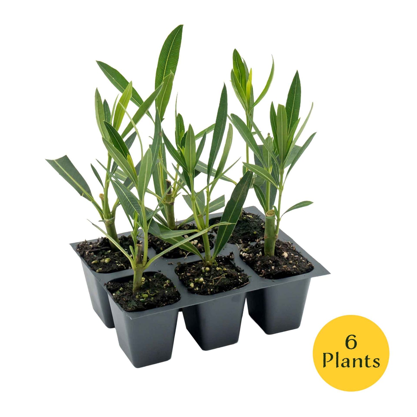 White Oleander in 2.5” Nursery Cubes (Sister Agnes Nerium oleander)