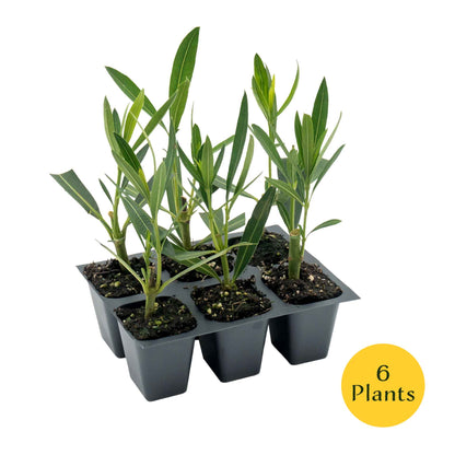 White Oleander in 2.5” Nursery Cubes (Sister Agnes Nerium oleander)