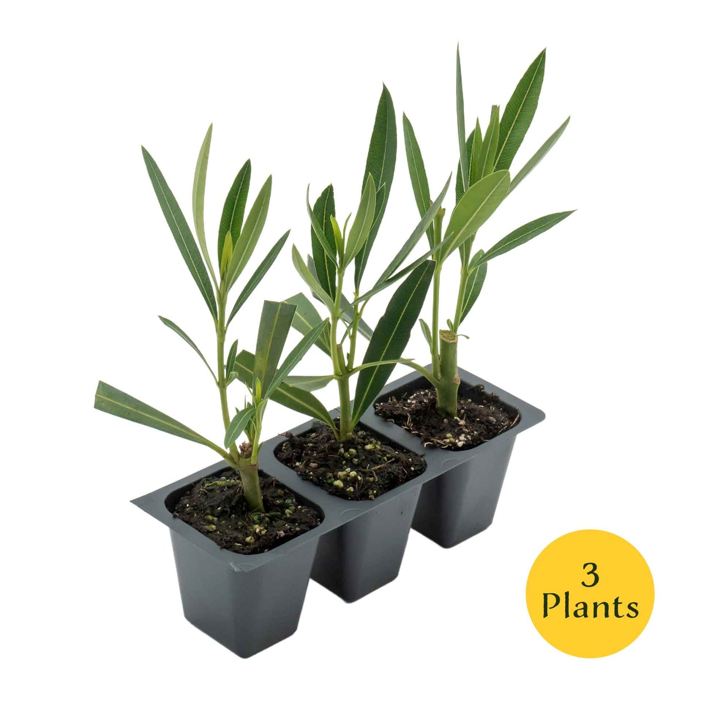 White Oleander in 2.5” Nursery Cubes (Sister Agnes Nerium oleander)