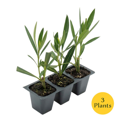 White Oleander in 2.5” Nursery Cubes (Sister Agnes Nerium oleander)