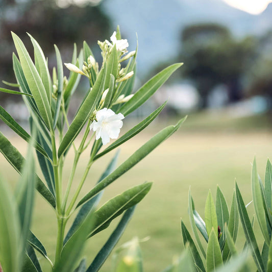 White Oleander | Live Plant in 2.5 Inch Nursery Cube | Nerium oleander 'Sister Agnes'