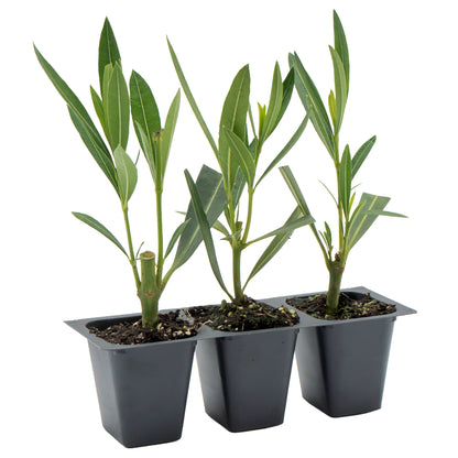 White Oleander | Live Plant in 2.5 Inch Nursery Cube | Nerium oleander 'Sister Agnes'
