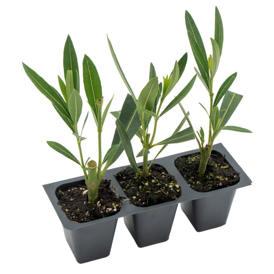 White Oleander in 2.5” Nursery Cubes (Sister Agnes Nerium oleander)