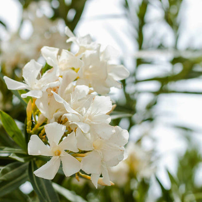 White Oleander in 2.5” Nursery Cubes (Sister Agnes Nerium oleander)