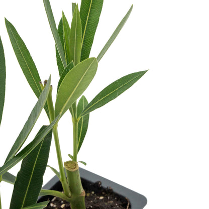 White Oleander in 2.5” Nursery Cubes (Sister Agnes Nerium oleander)