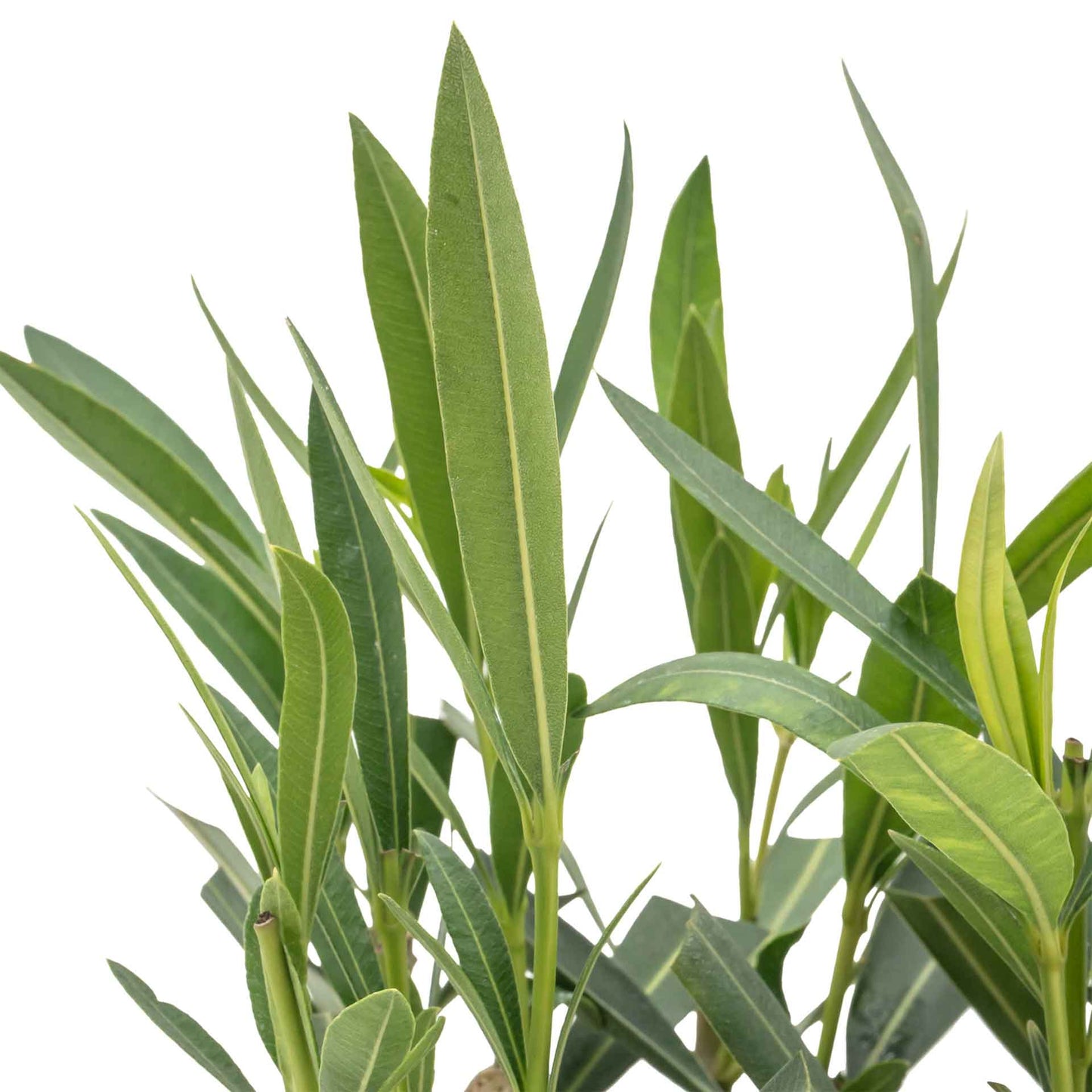 White Oleander in 2.5” Nursery Cubes (Sister Agnes Nerium oleander)