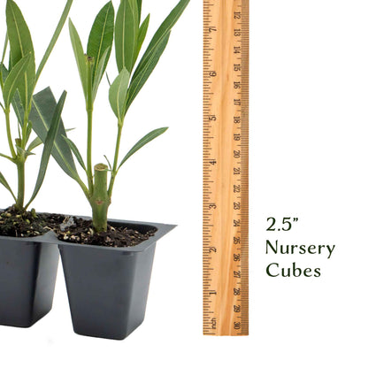 White Oleander in 2.5” Nursery Cubes (Sister Agnes Nerium oleander)