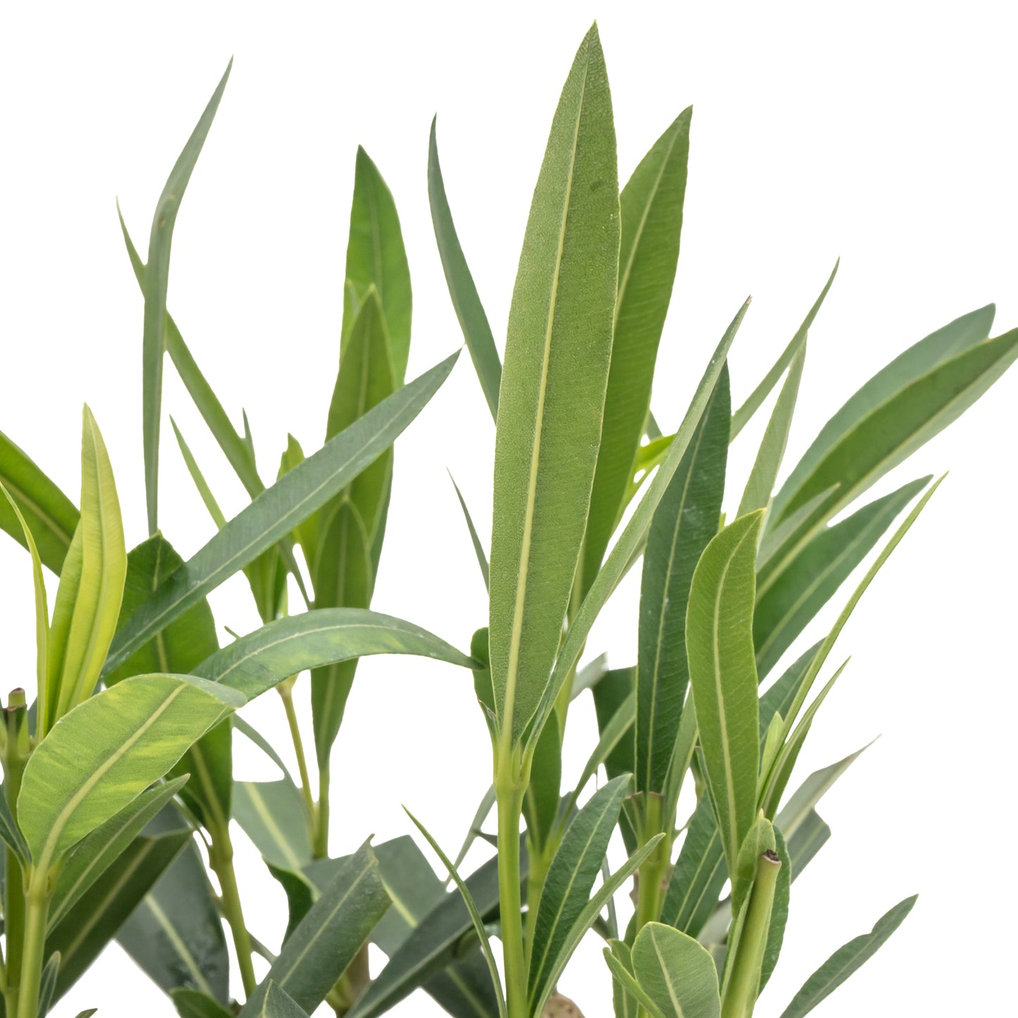 White Oleander | Live Plant in 2.5 Inch Nursery Cube | Nerium oleander 'Sister Agnes'
