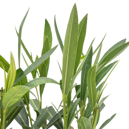 White Oleander | Live Plant in 2.5 Inch Nursery Cube | Nerium oleander 'Sister Agnes'