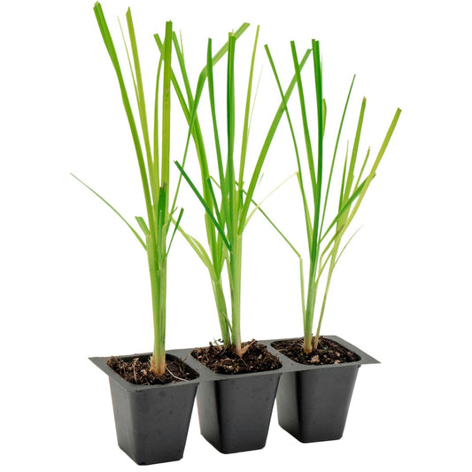 White Pampas Grass | Live Plant in 2.5 Inch Nursery Cube | Cortaderia Selloana