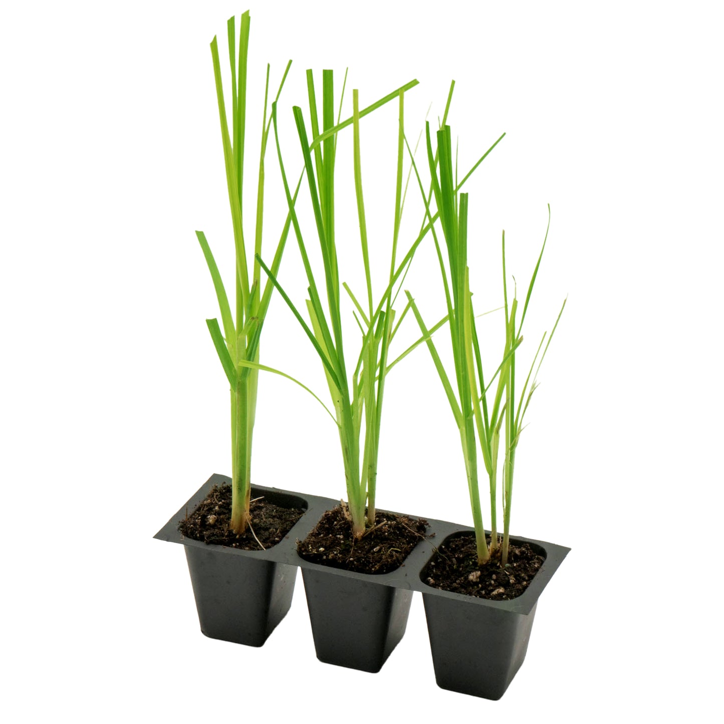 White Pampas Grass | Live Plant in 2.5 Inch Nursery Cube | Cortaderia Selloana