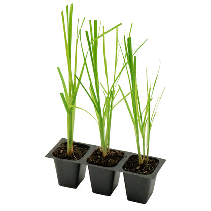 White Pampas Grass | Live Plant in 2.5 Inch Nursery Cube | Cortaderia Selloana