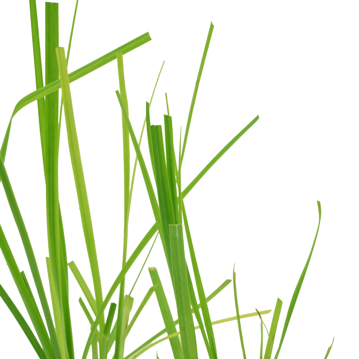 White Pampas Grass | Live Plant in 2.5 Inch Nursery Cube | Cortaderia Selloana