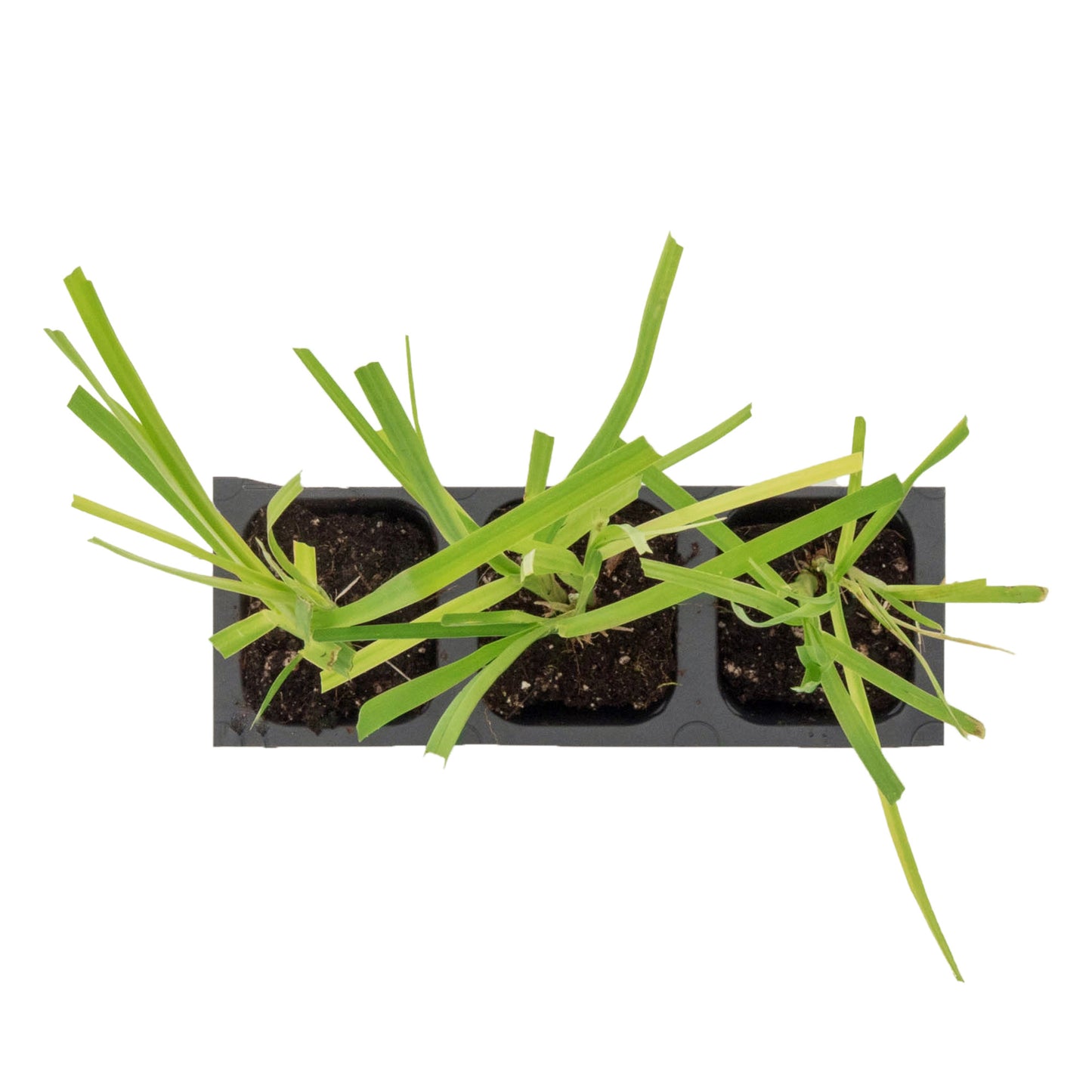 White Pampas Grass | Live Plant in 2.5 Inch Nursery Cube | Cortaderia Selloana