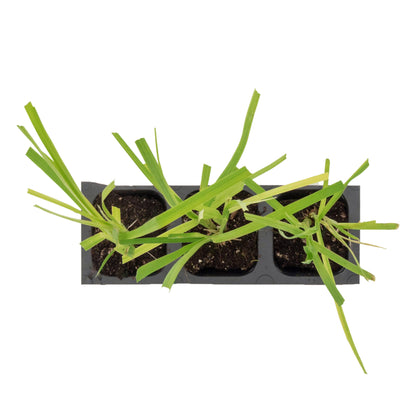 White Pampas Grass | Live Plant in 2.5 Inch Nursery Cube | Cortaderia Selloana
