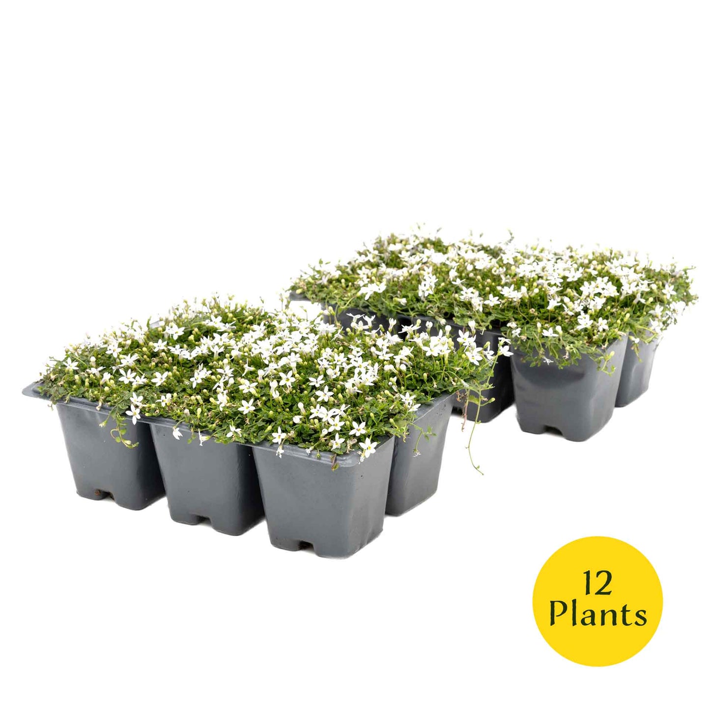3 White Star Creeper Plants in 2.5” Cubes | Evergreen Groundcover with White Flowers for Pathways, Pots & Landscaping (Pratia pedunculata)