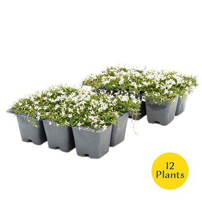3 White Star Creeper Plants in 2.5” Cubes | Evergreen Groundcover with White Flowers for Pathways, Pots & Landscaping (Pratia pedunculata)