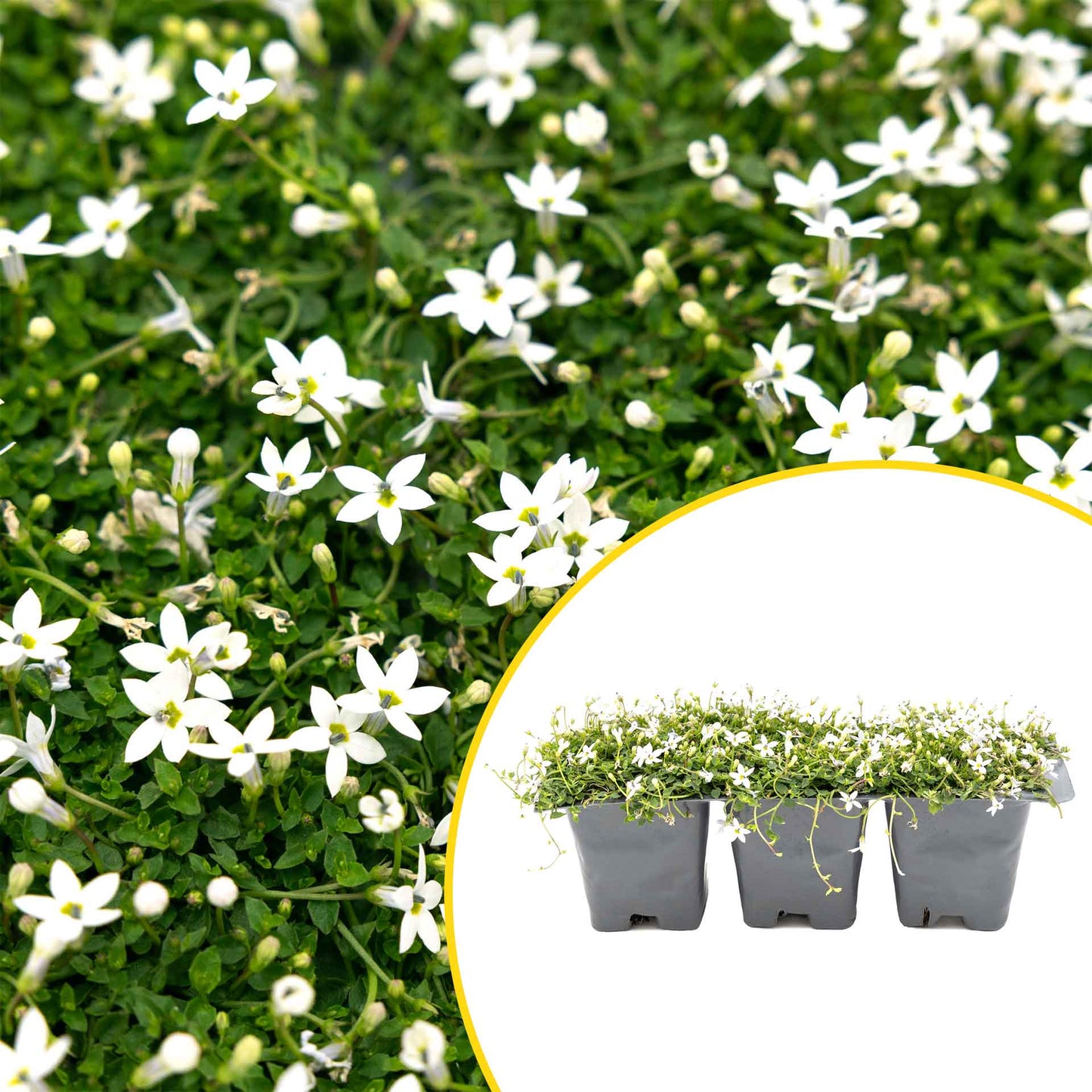 3 White Star Creeper Plants in 2.5” Cubes | Evergreen Groundcover with White Flowers for Pathways, Pots & Landscaping (Pratia pedunculata)