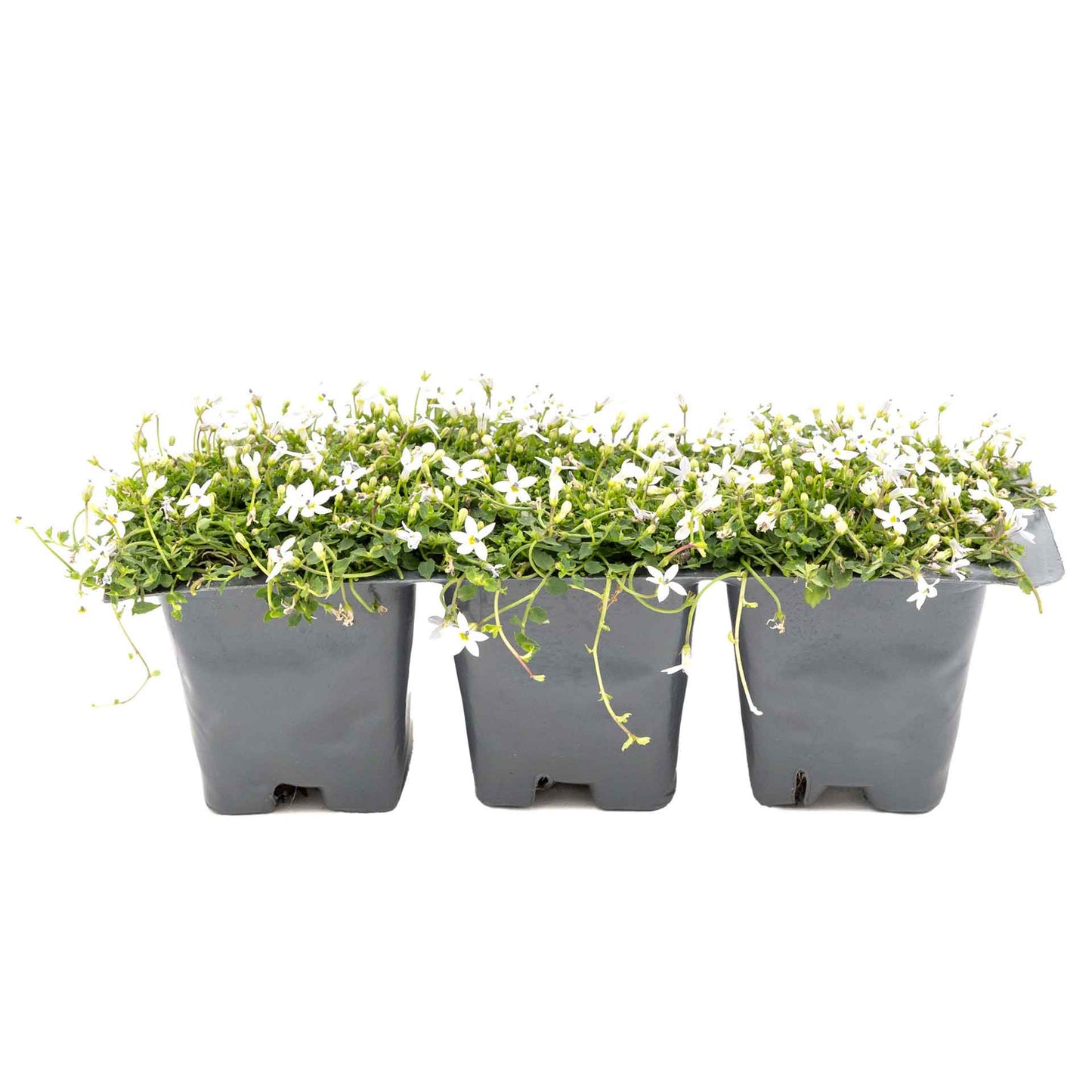 3 White Star Creeper Plants in 2.5” Cubes | Evergreen Groundcover with White Flowers for Pathways, Pots & Landscaping (Pratia pedunculata)