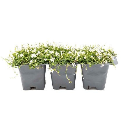 3 White Star Creeper Plants in 2.5” Cubes | Evergreen Groundcover with White Flowers for Pathways, Pots & Landscaping (Pratia pedunculata)