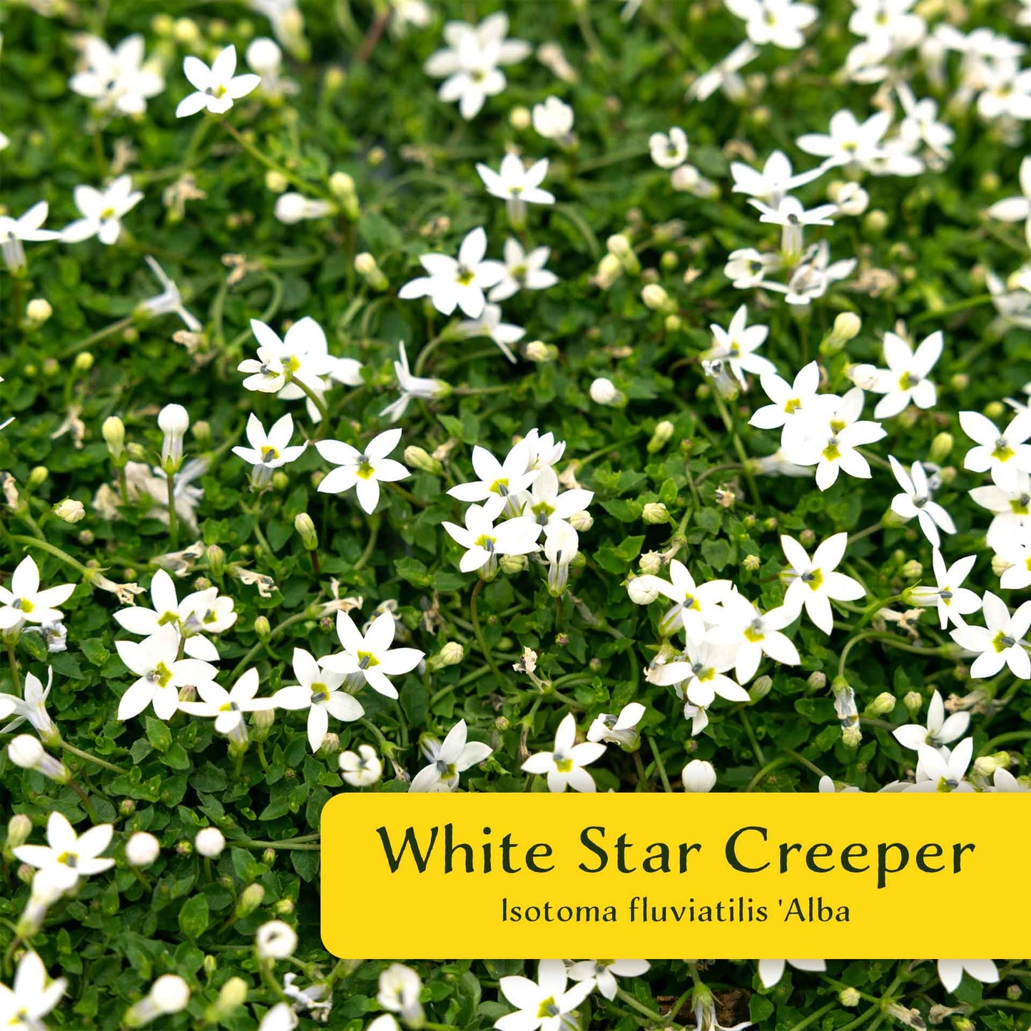 3 White Star Creeper Plants in 2.5” Cubes | Evergreen Groundcover with White Flowers for Pathways, Pots & Landscaping (Pratia pedunculata)