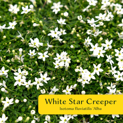 3 White Star Creeper Plants in 2.5” Cubes | Evergreen Groundcover with White Flowers for Pathways, Pots & Landscaping (Pratia pedunculata)
