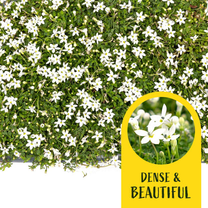 3 White Star Creeper Plants in 2.5” Cubes | Evergreen Groundcover with White Flowers for Pathways, Pots & Landscaping (Pratia pedunculata)