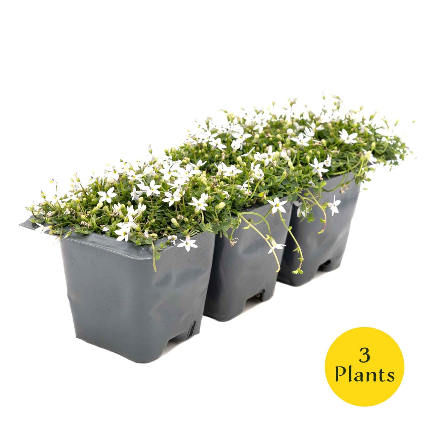 3 White Star Creeper Plants in 2.5” Cubes | Evergreen Groundcover with White Flowers for Pathways, Pots & Landscaping (Pratia pedunculata)