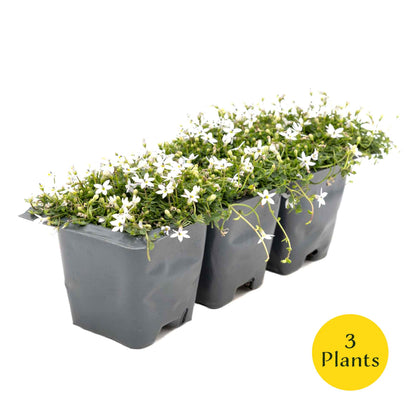 3 White Star Creeper Plants in 2.5” Cubes | Evergreen Groundcover with White Flowers for Pathways, Pots & Landscaping (Pratia pedunculata)