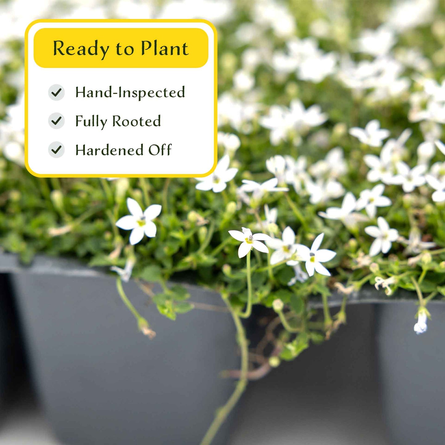 3 White Star Creeper Plants in 2.5” Cubes | Evergreen Groundcover with White Flowers for Pathways, Pots & Landscaping (Pratia pedunculata)