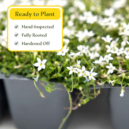 3 White Star Creeper Plants in 2.5” Cubes | Evergreen Groundcover with White Flowers for Pathways, Pots & Landscaping (Pratia pedunculata)