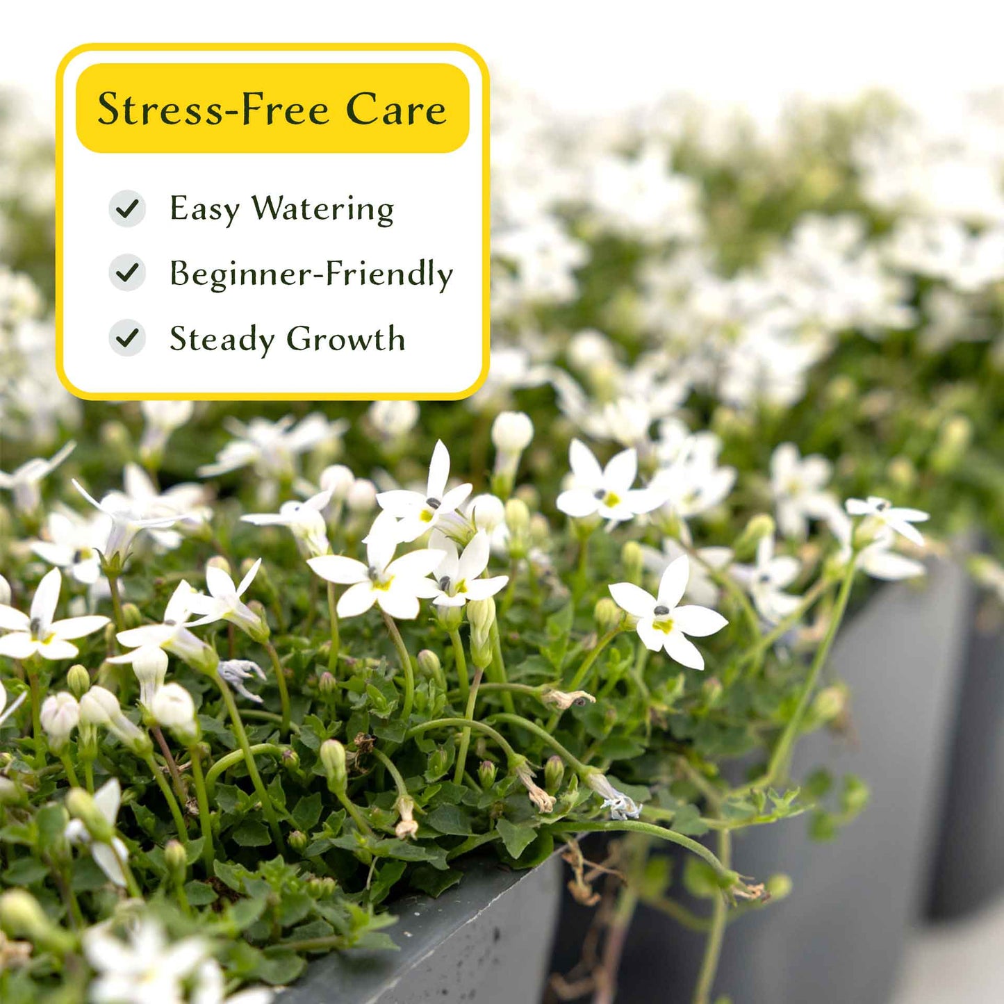 3 White Star Creeper Plants in 2.5” Cubes | Evergreen Groundcover with White Flowers for Pathways, Pots & Landscaping (Pratia pedunculata)