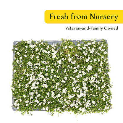 3 White Star Creeper Plants in 2.5” Cubes | Evergreen Groundcover with White Flowers for Pathways, Pots & Landscaping (Pratia pedunculata)