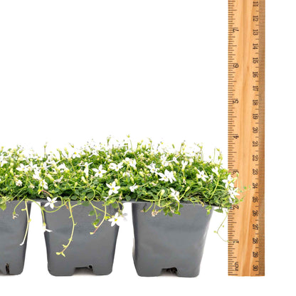 3 White Star Creeper Plants in 2.5” Cubes | Evergreen Groundcover with White Flowers for Pathways, Pots & Landscaping (Pratia pedunculata)