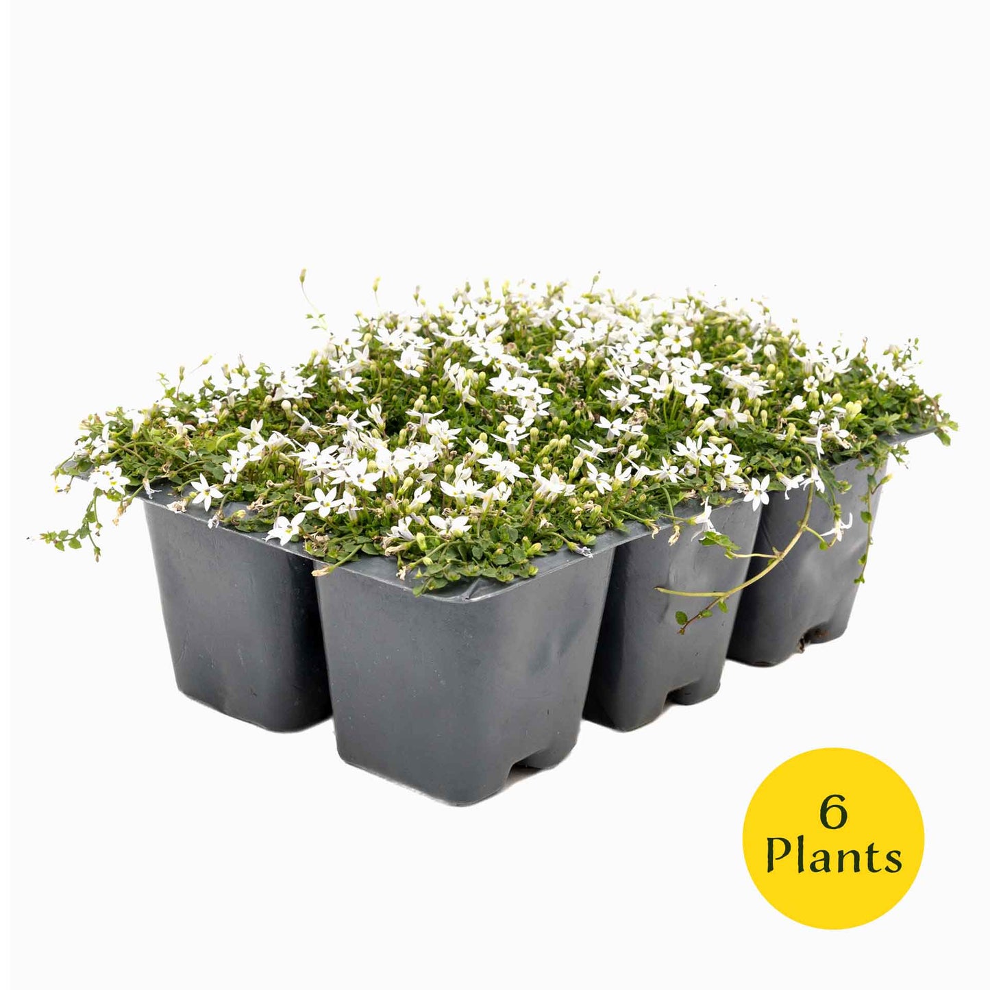 3 White Star Creeper Plants in 2.5” Cubes | Evergreen Groundcover with White Flowers for Pathways, Pots & Landscaping (Pratia pedunculata)