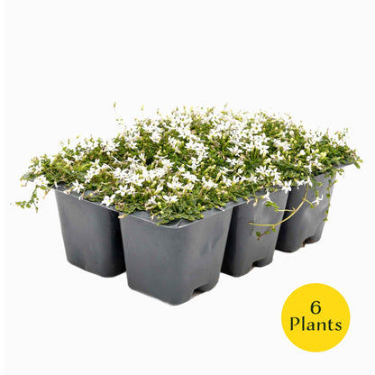 3 White Star Creeper Plants in 2.5” Cubes | Evergreen Groundcover with White Flowers for Pathways, Pots & Landscaping (Pratia pedunculata)