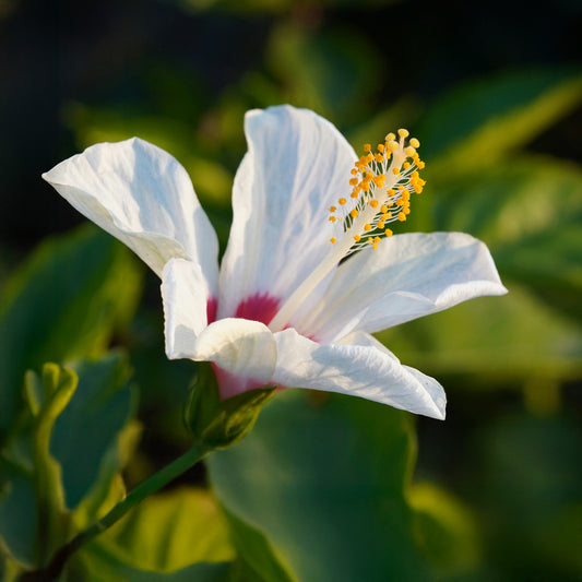 White Wing Hibiscus | Live Plant in 2.5 Inch Nursery Cube | Hibiscus rosa-sinensis