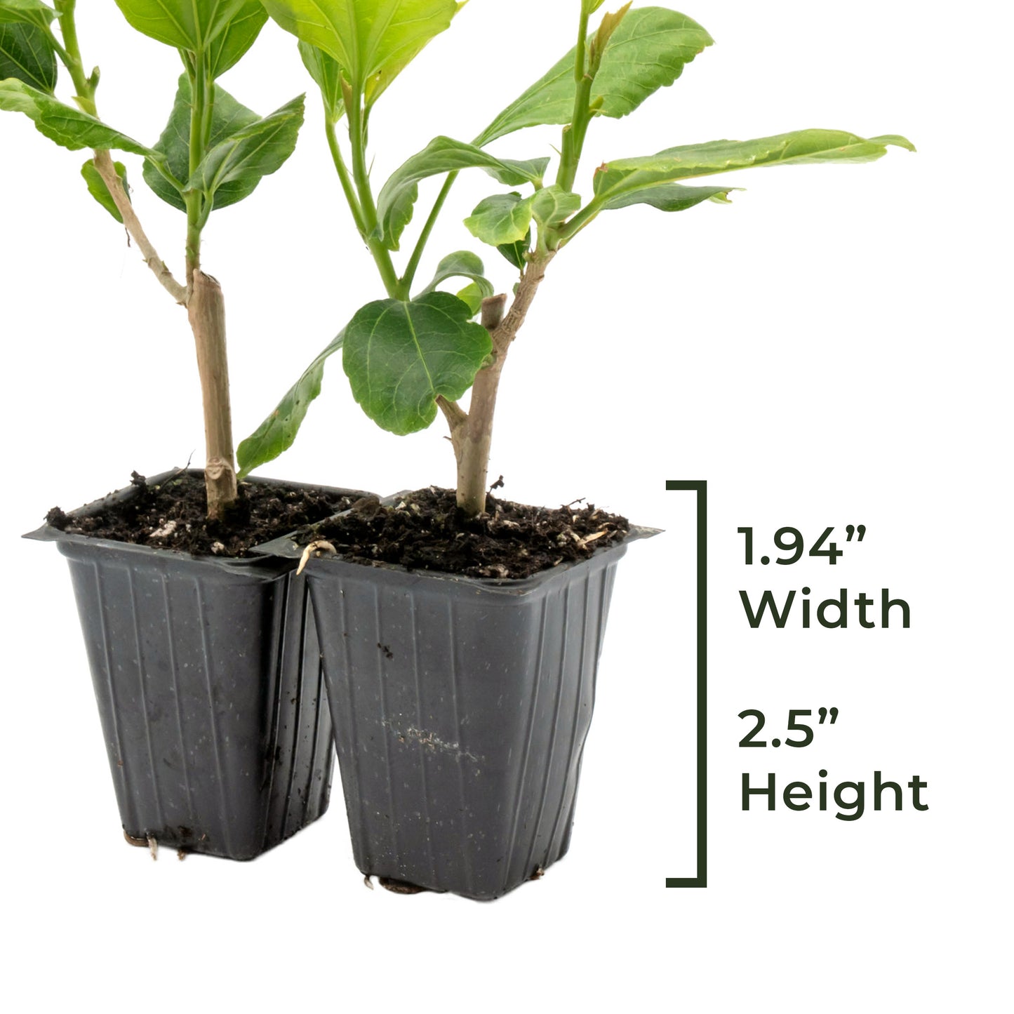 White Wing Hibiscus | Live Plant in 2.5 Inch Nursery Cube | Hibiscus rosa-sinensis