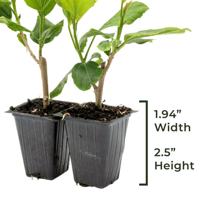 White Wing Hibiscus | Live Plant in 2.5 Inch Nursery Cube | Hibiscus rosa-sinensis