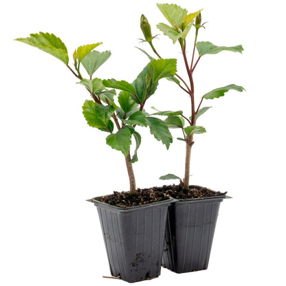 White Wing Hibiscus | Live Plant in 2.5 Inch Nursery Cube | Hibiscus rosa-sinensis
