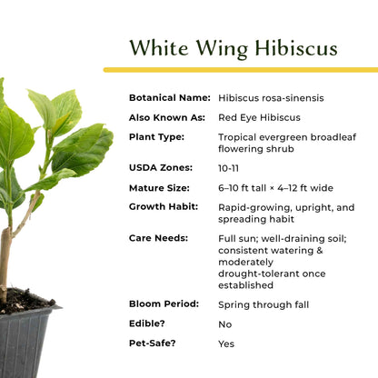 White Wing Hibiscus in 3.5” Nursery Cubes (Hibiscus rosa-sinensis)